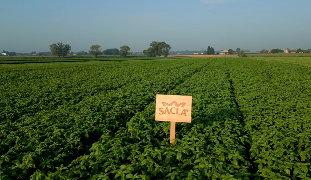 Sacla Italy Genovese Basil Pesto 6x6.7oz Green Pasta Sauce